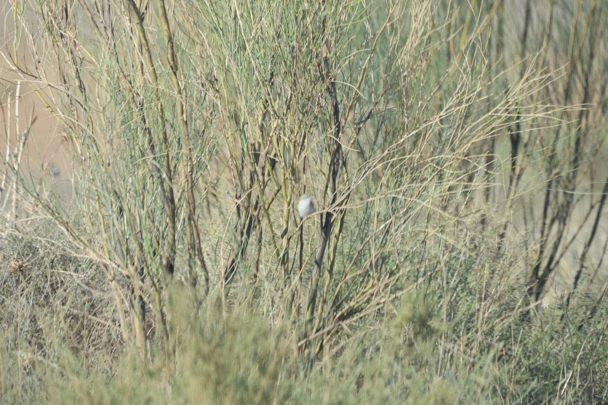 Bozkır Ötleğeni - ML646028764