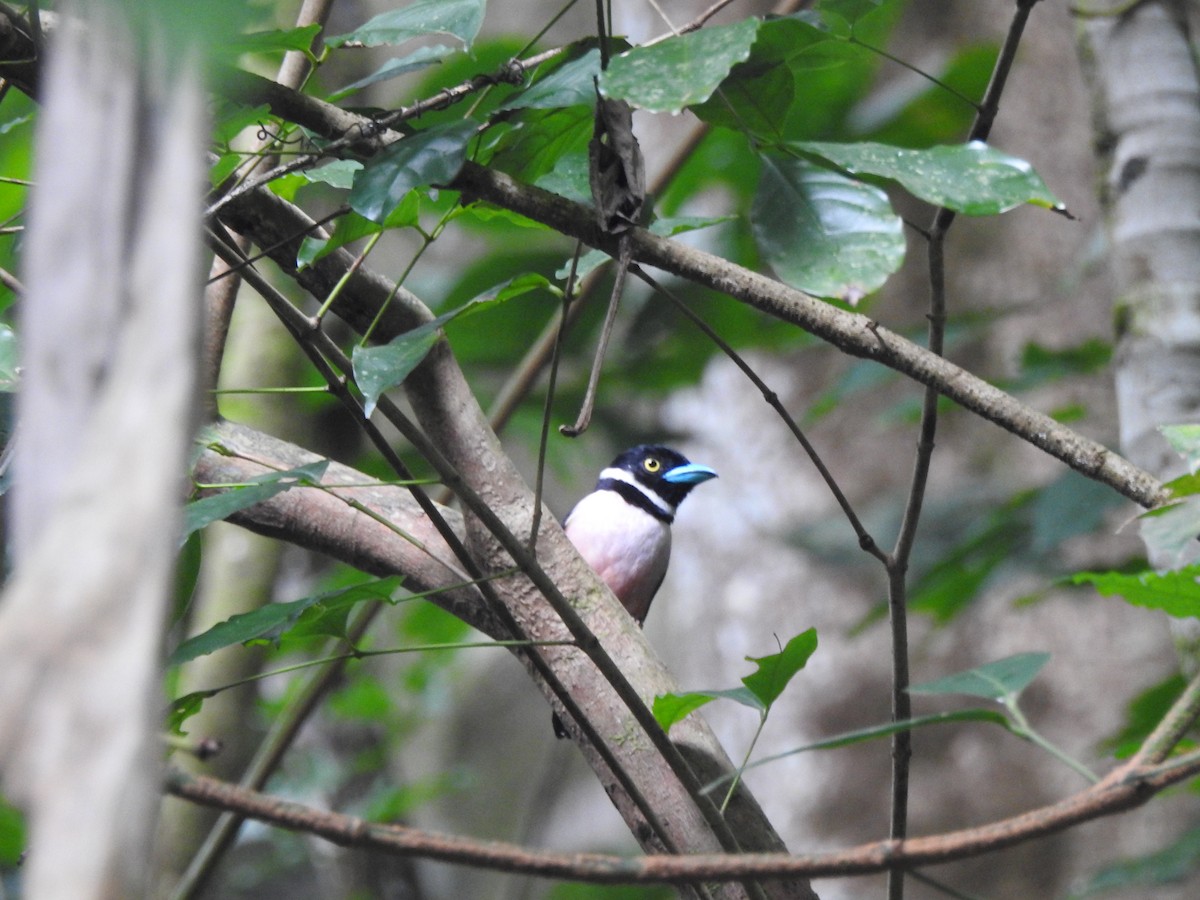 Black-and-yellow Broadbill - ML646028767