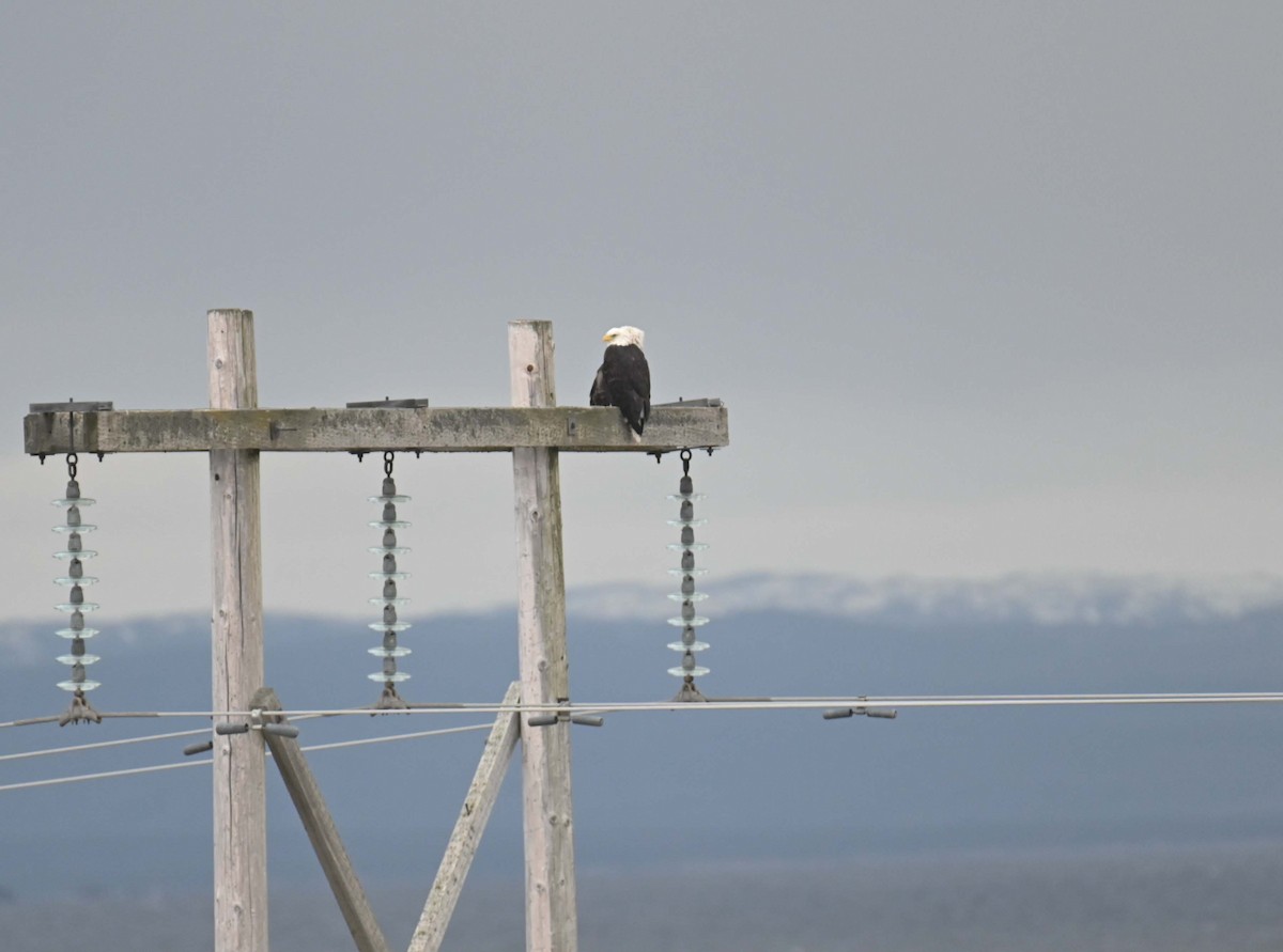 Pygargue à tête blanche - ML646028768