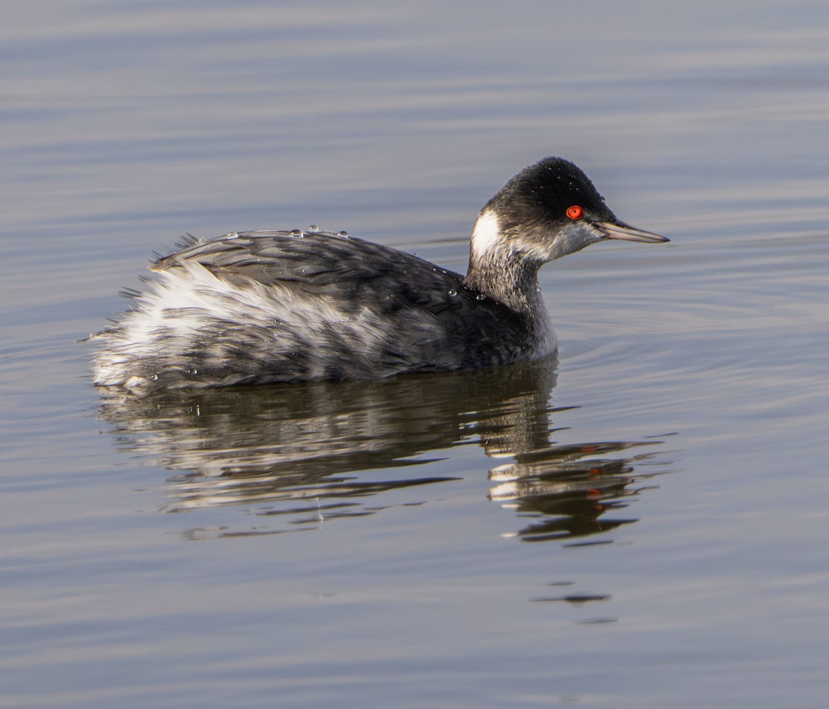 Grèbe à cou noir - ML646028770