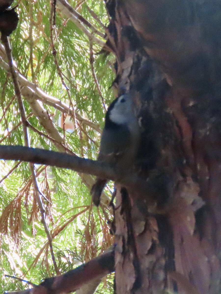 Sittelle à poitrine blanche - ML646028771