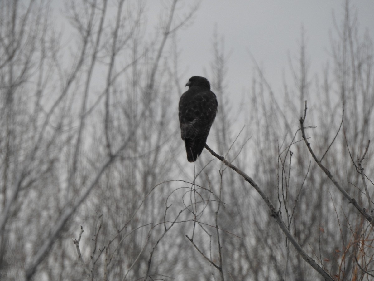 アカオノスリ - ML646028775