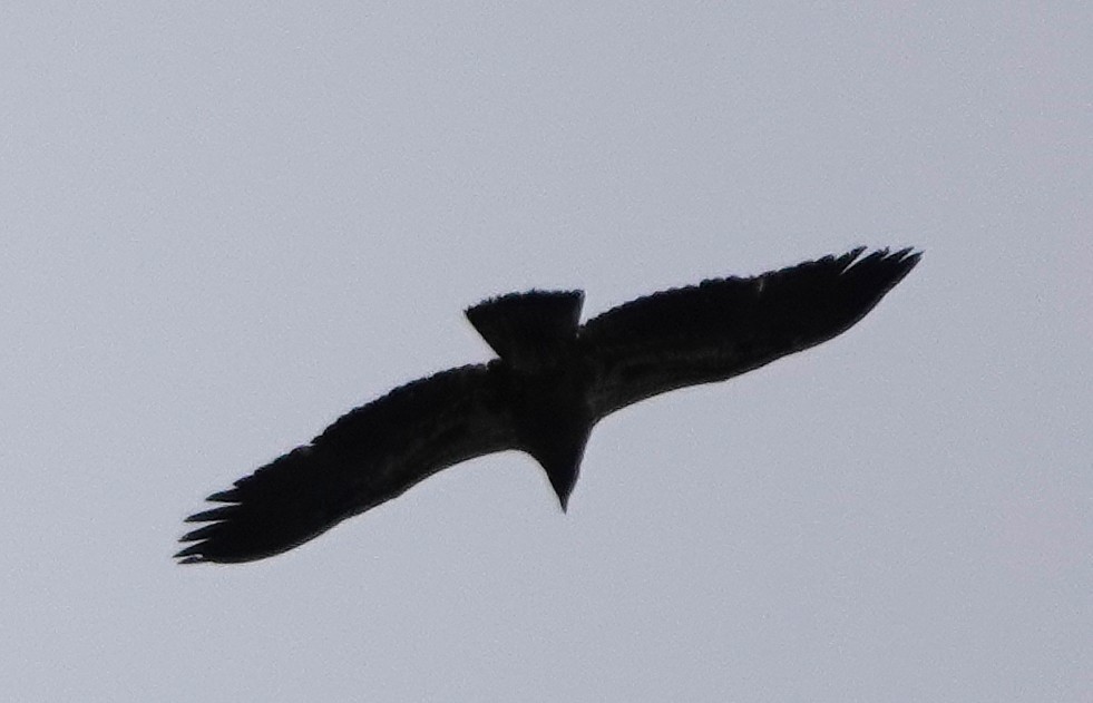 Pygargue à tête blanche - ML646028779