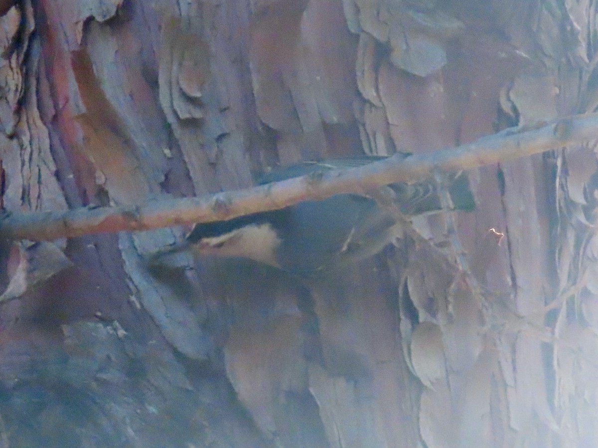 Sittelle à poitrine blanche - ML646028780