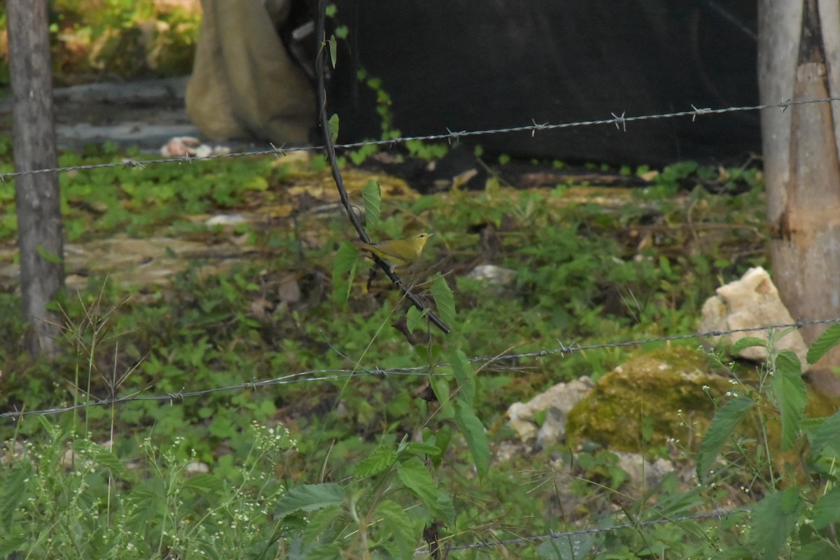 Tennessee Warbler - ML646028782