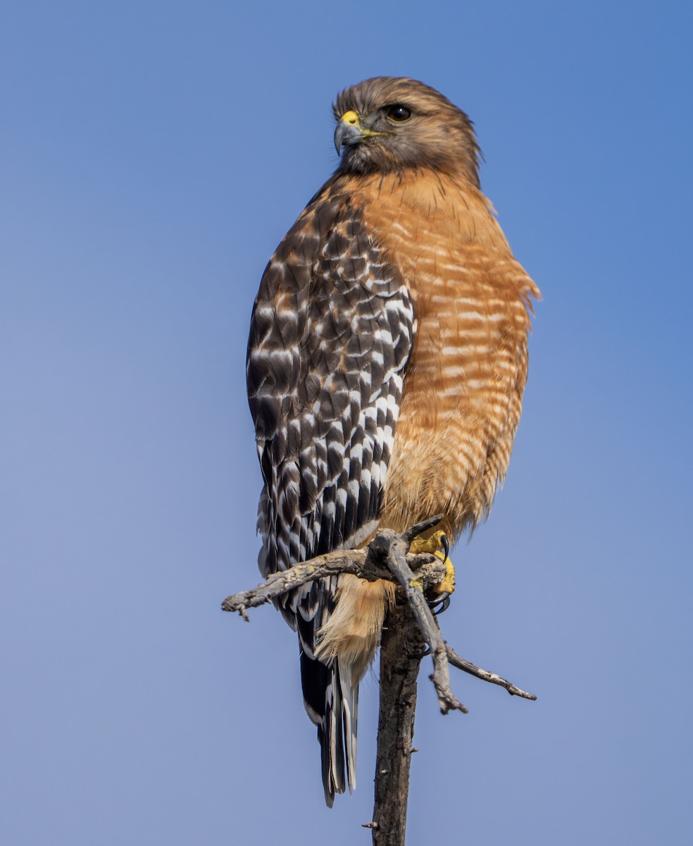 Red-shouldered Hawk - ML646028783
