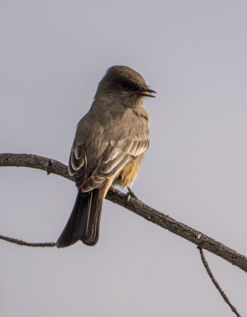 Say's Phoebe - ML646028786
