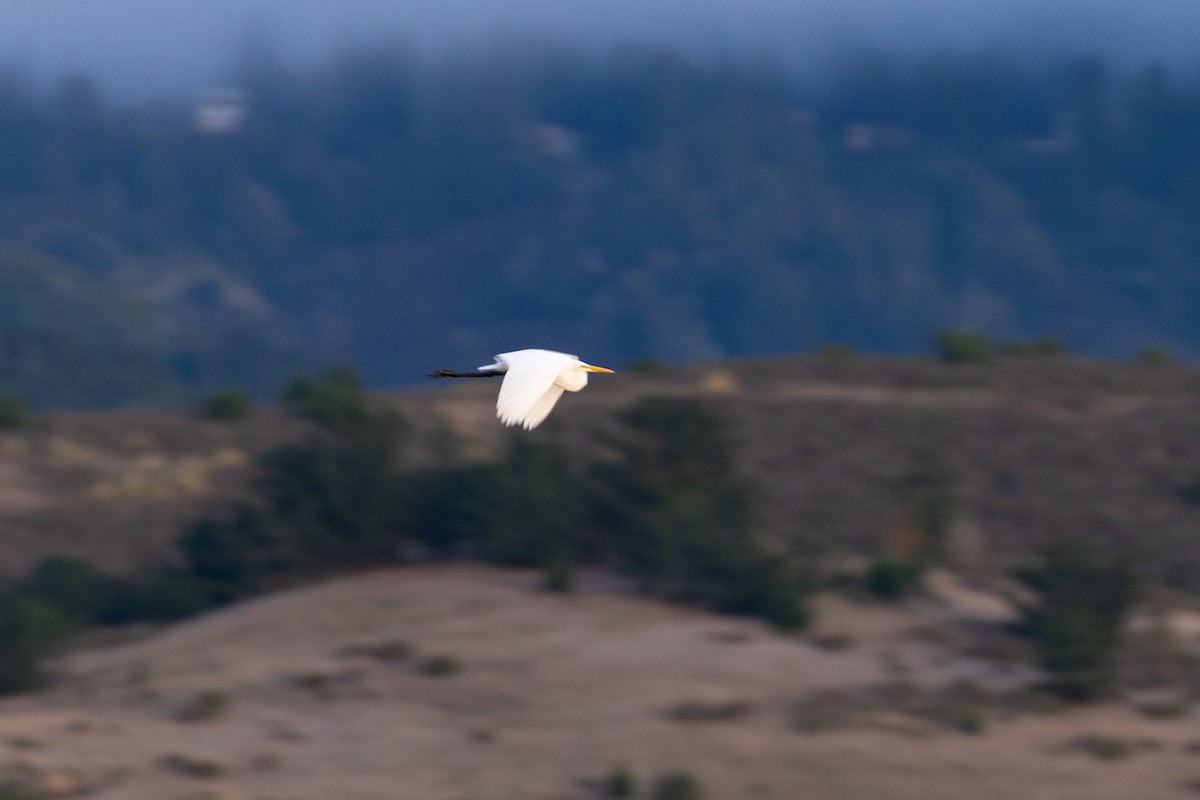 Great Egret - ML646028789