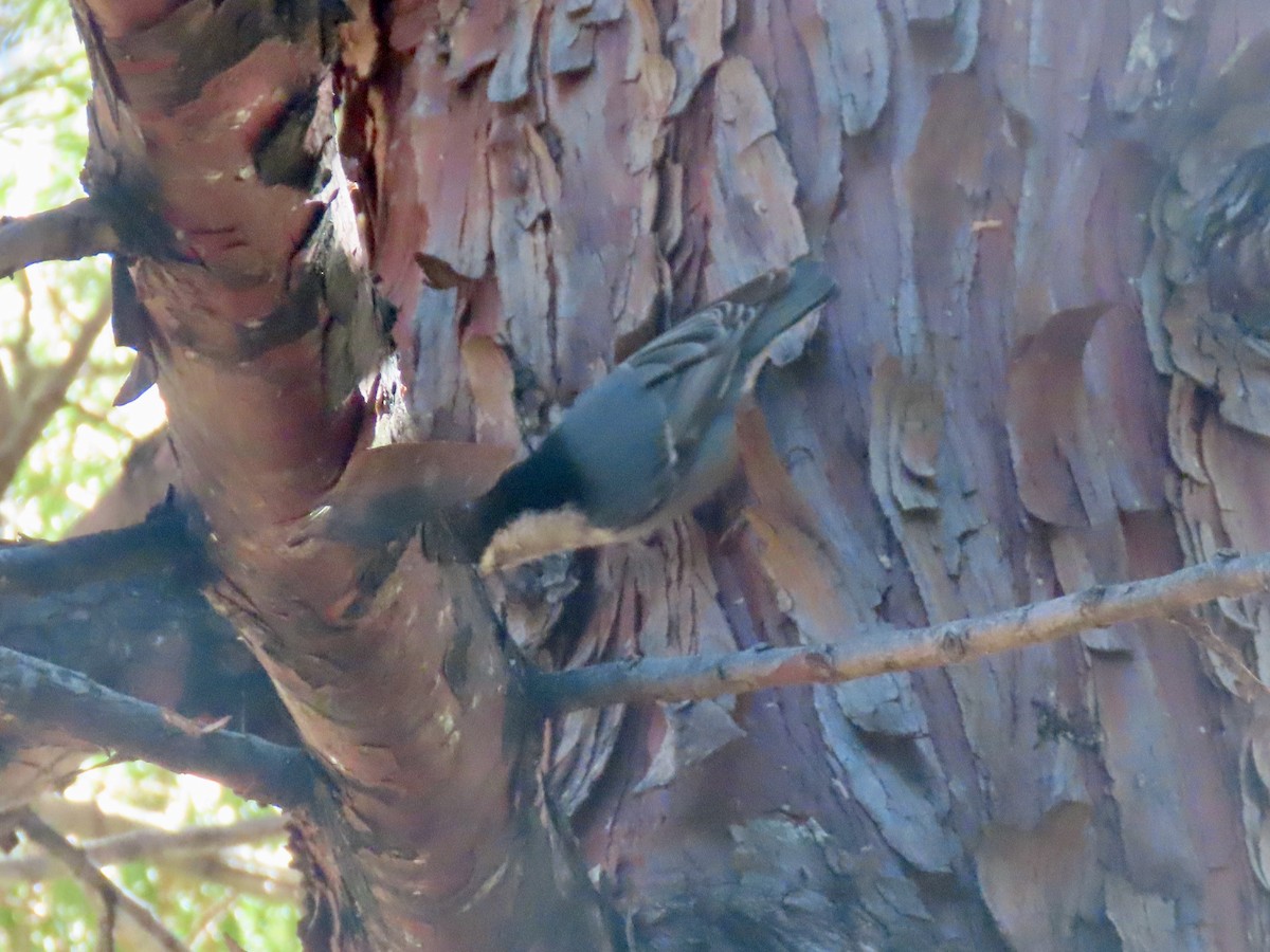 Sittelle à poitrine blanche - ML646028790