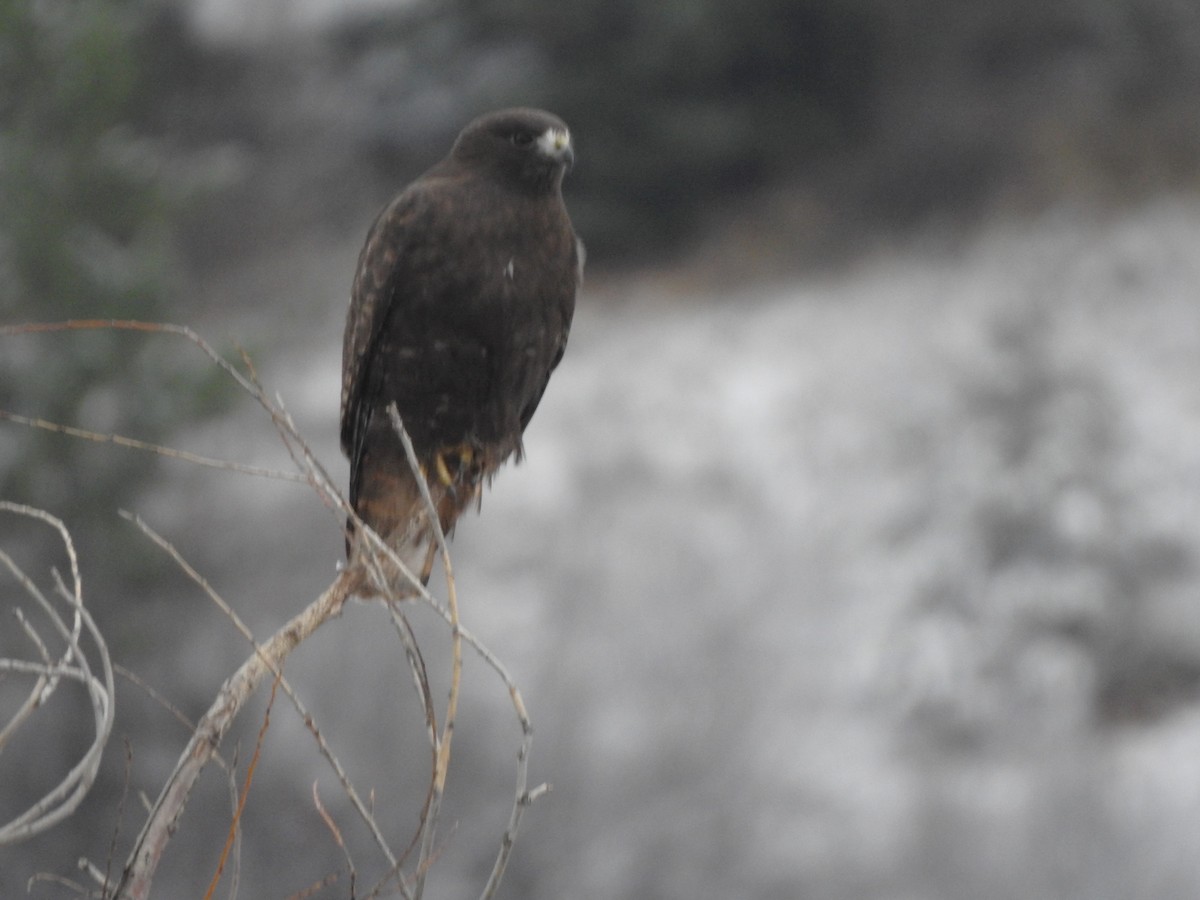 アカオノスリ - ML646028791