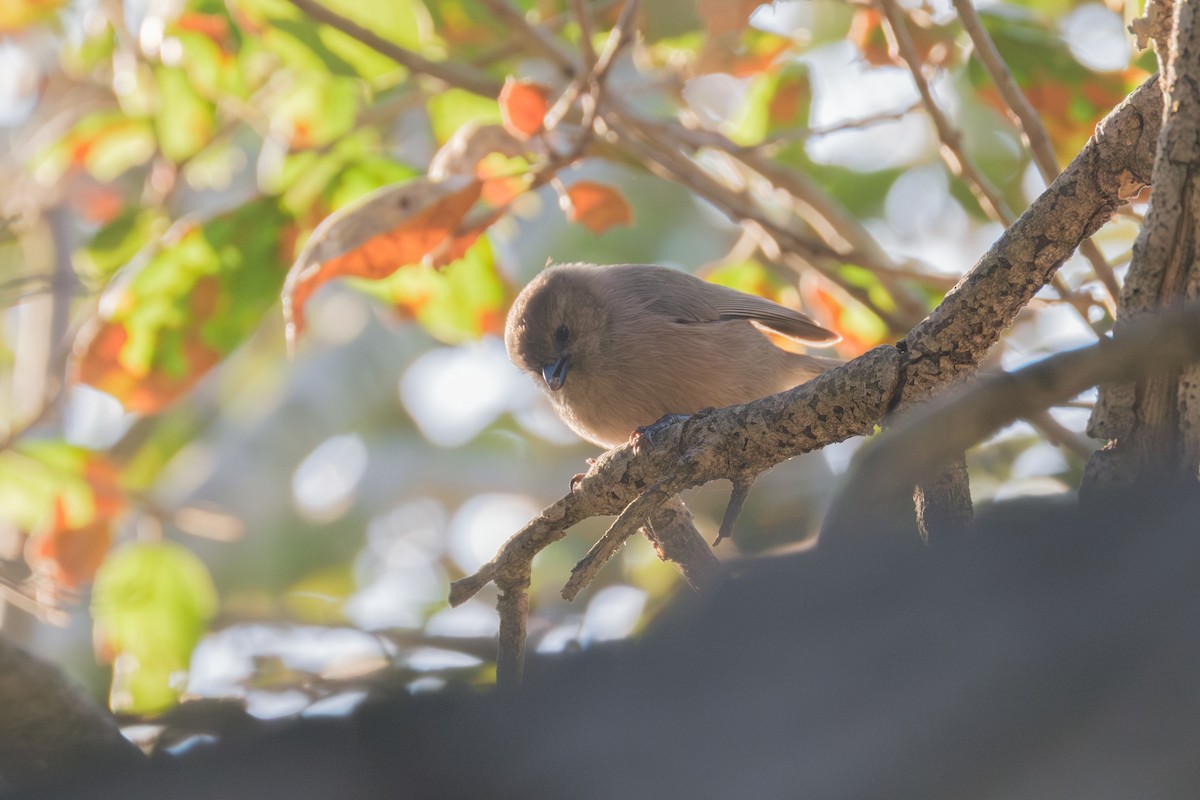 Bushtit - ML646028793