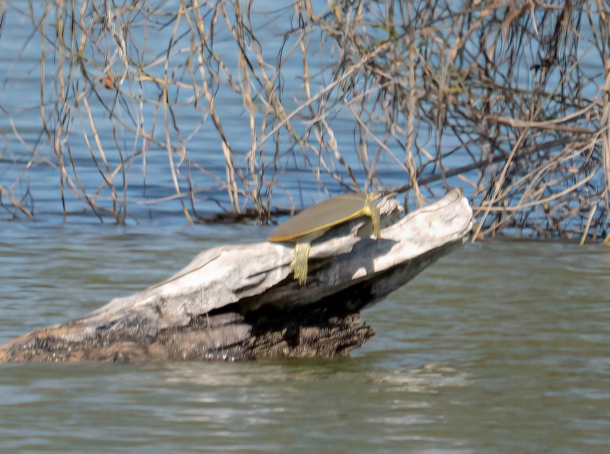 Spiny Softshell - ML646028795