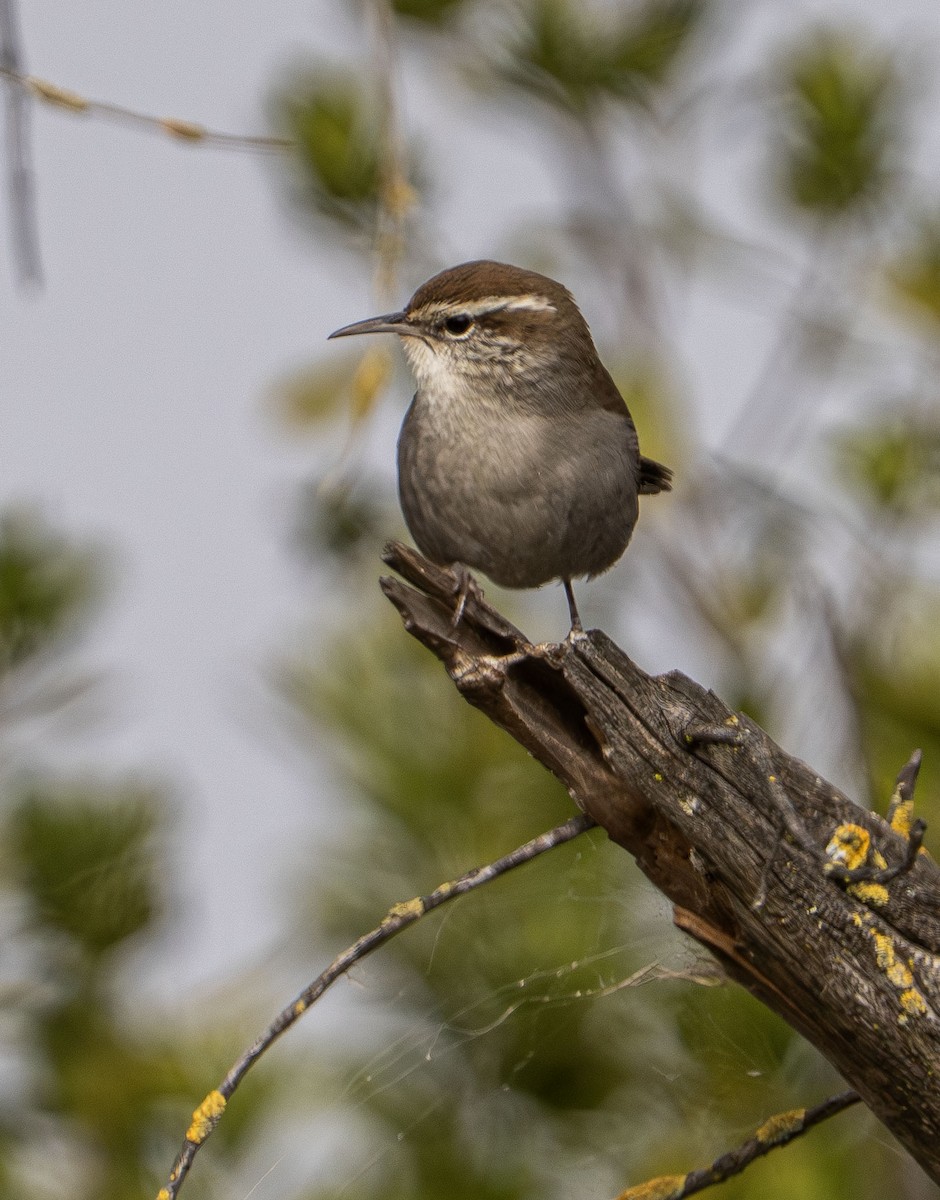 Bewick's Wren - ML646028796