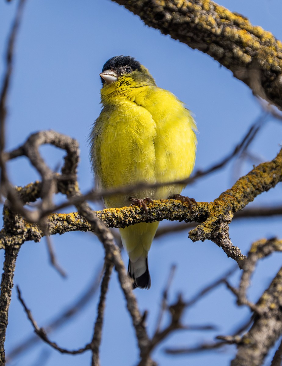 Lesser Goldfinch - ML646028798