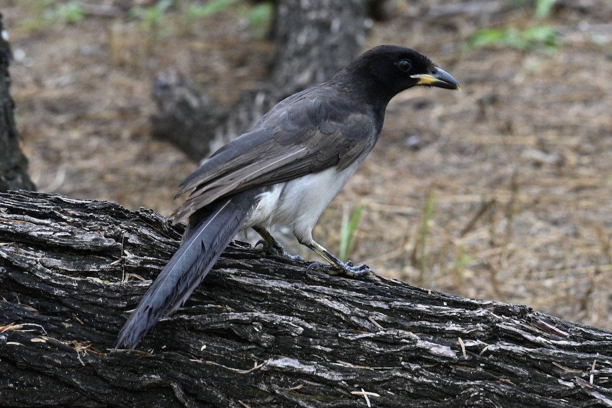 Braunhäher - ML646028802