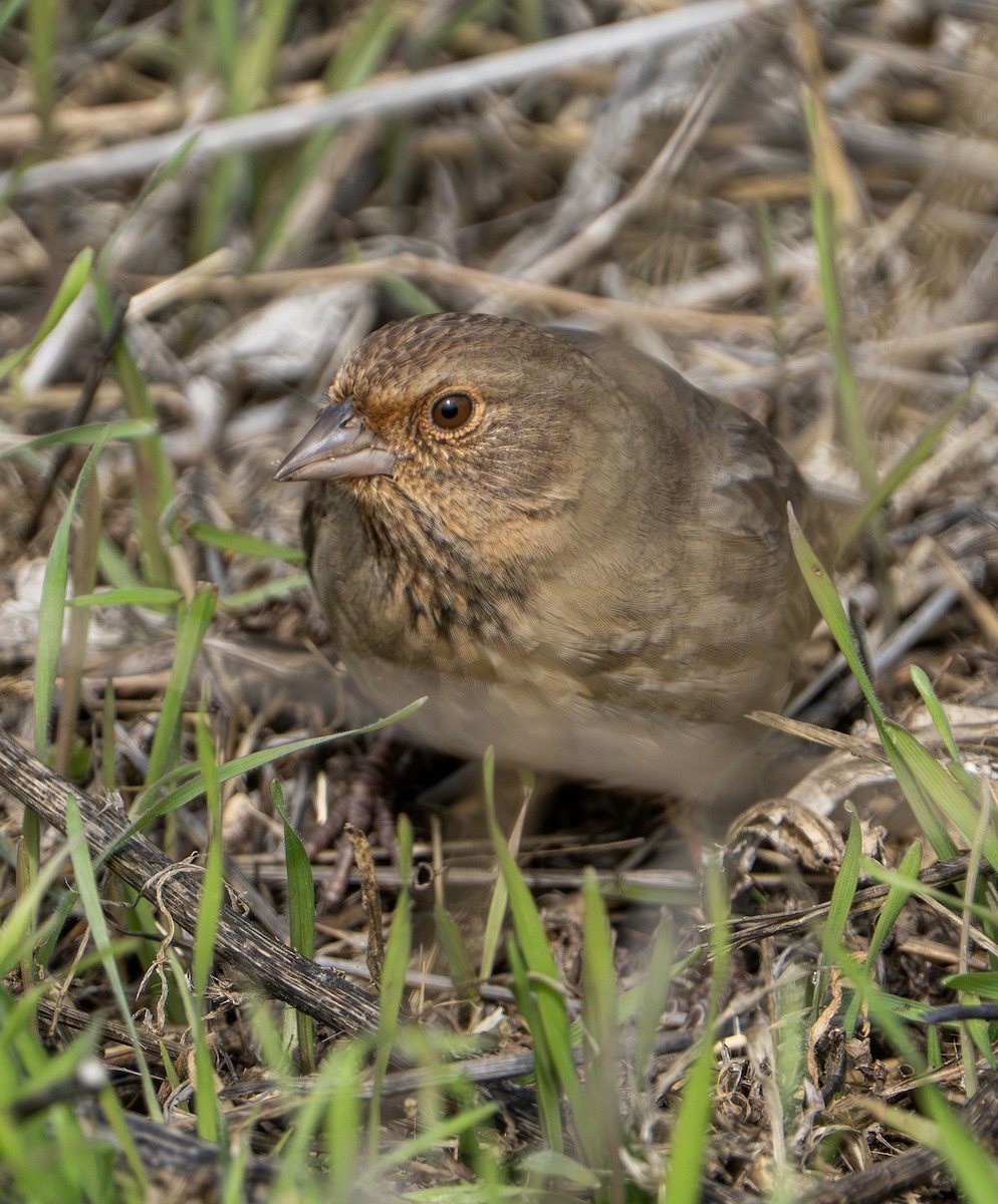 California Towhee - ML646028803