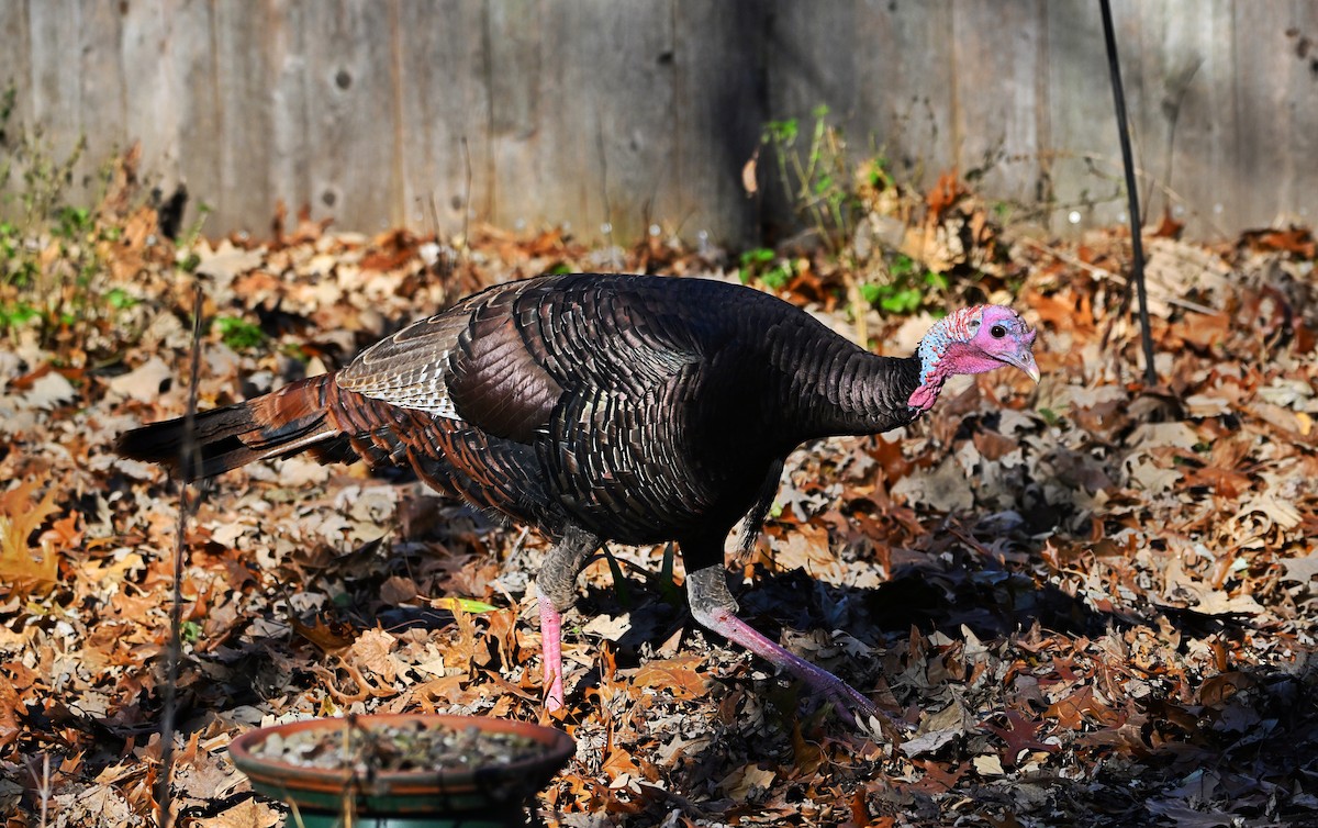 Wild Turkey - ML646028804