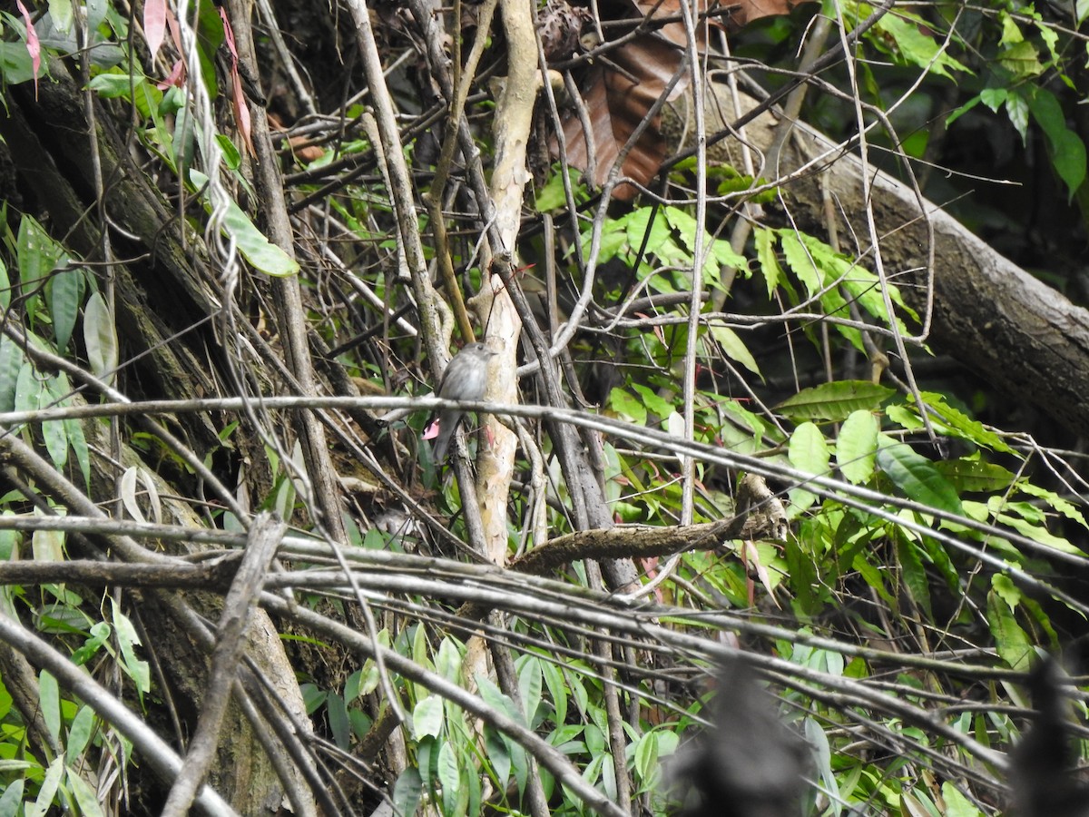 Dark-sided Flycatcher - ML646028811