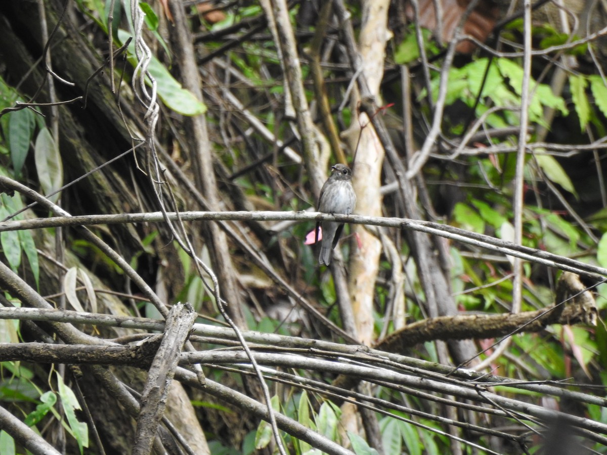 Dark-sided Flycatcher - ML646028812