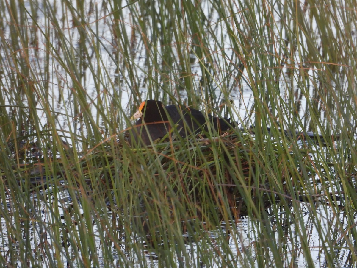 White-winged Coot - ML646028813