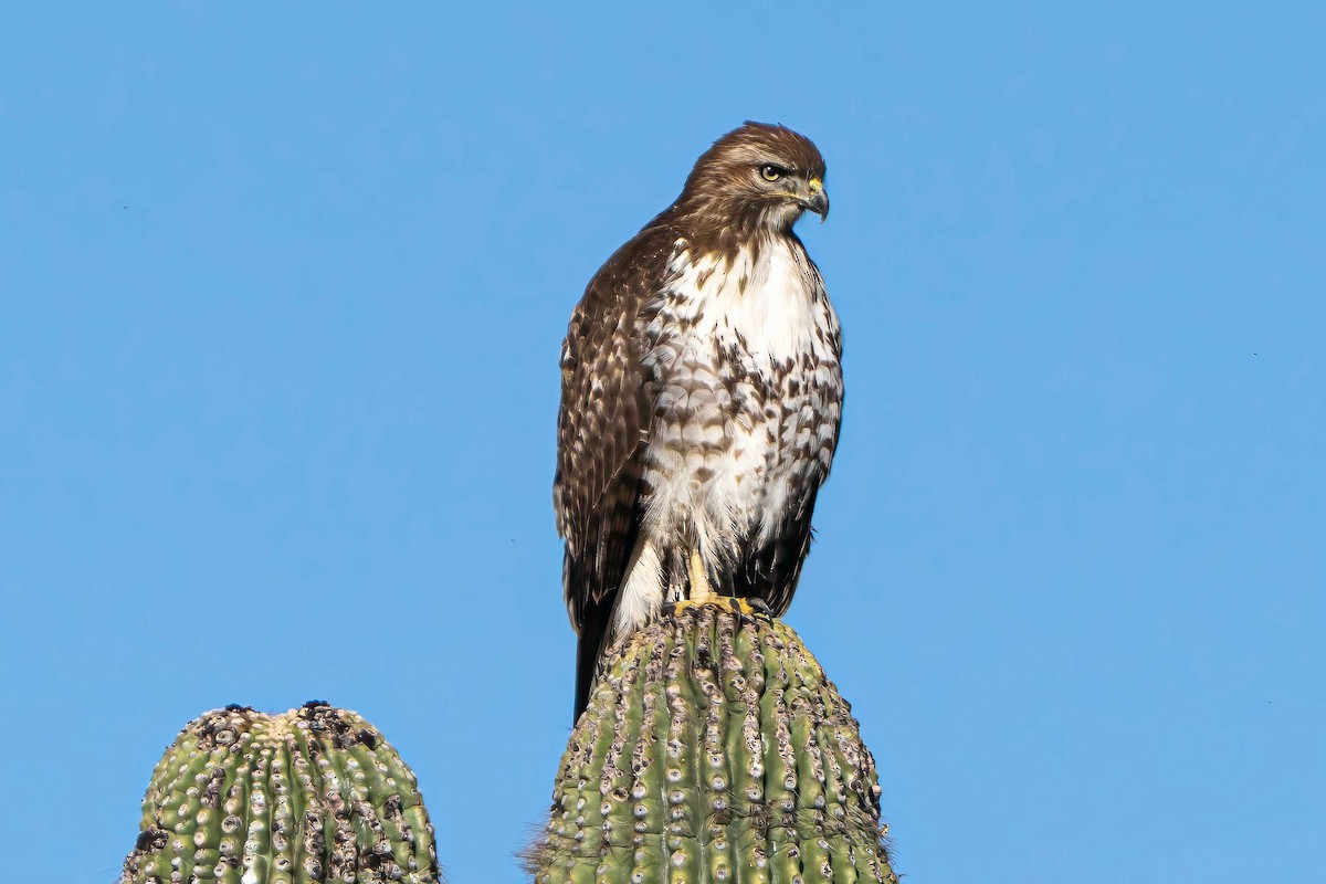 Red-tailed Hawk - ML646028817