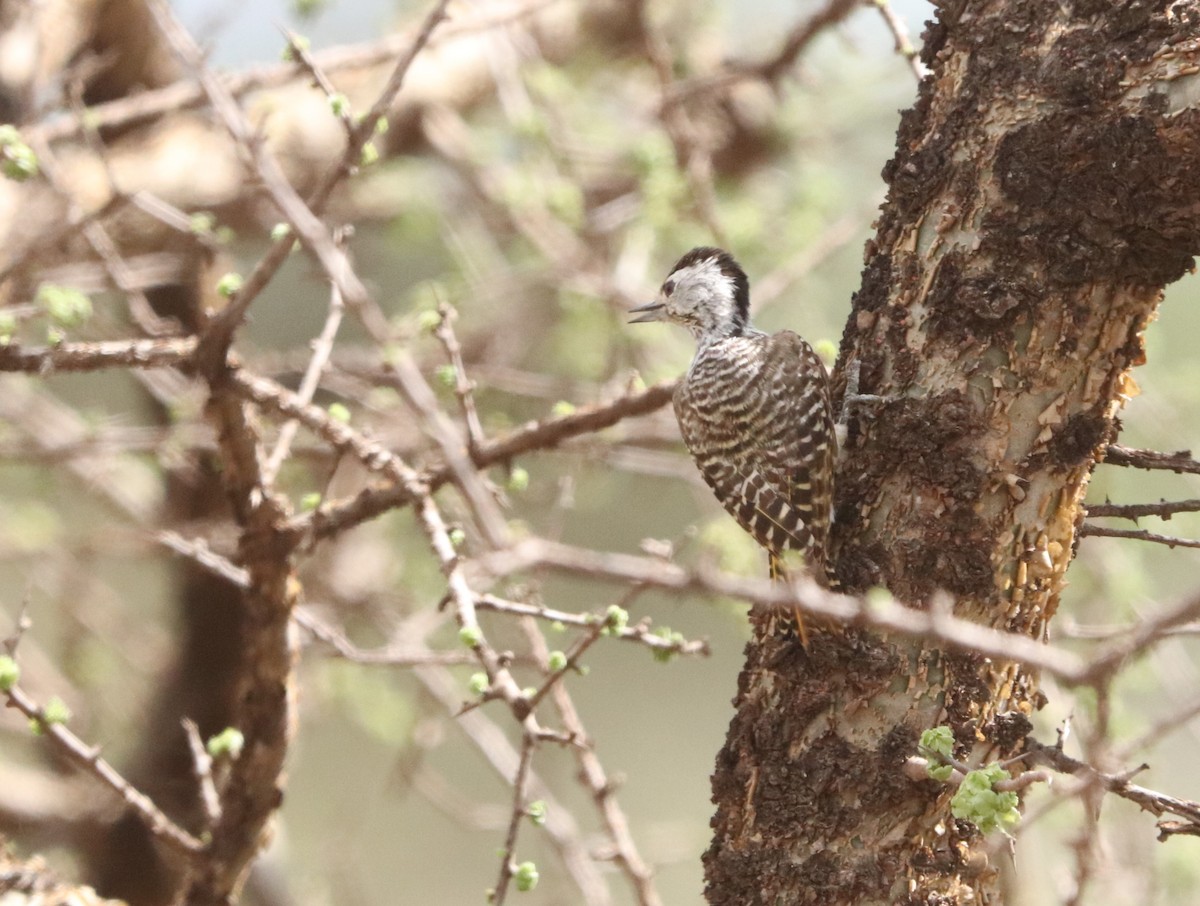 Cardinal Woodpecker - ML646028818