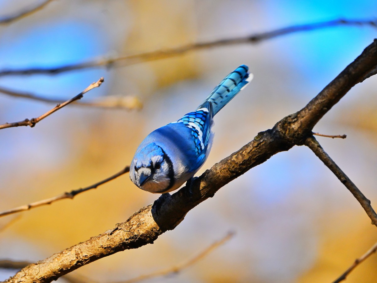 Сизойка блакитна - ML646028821