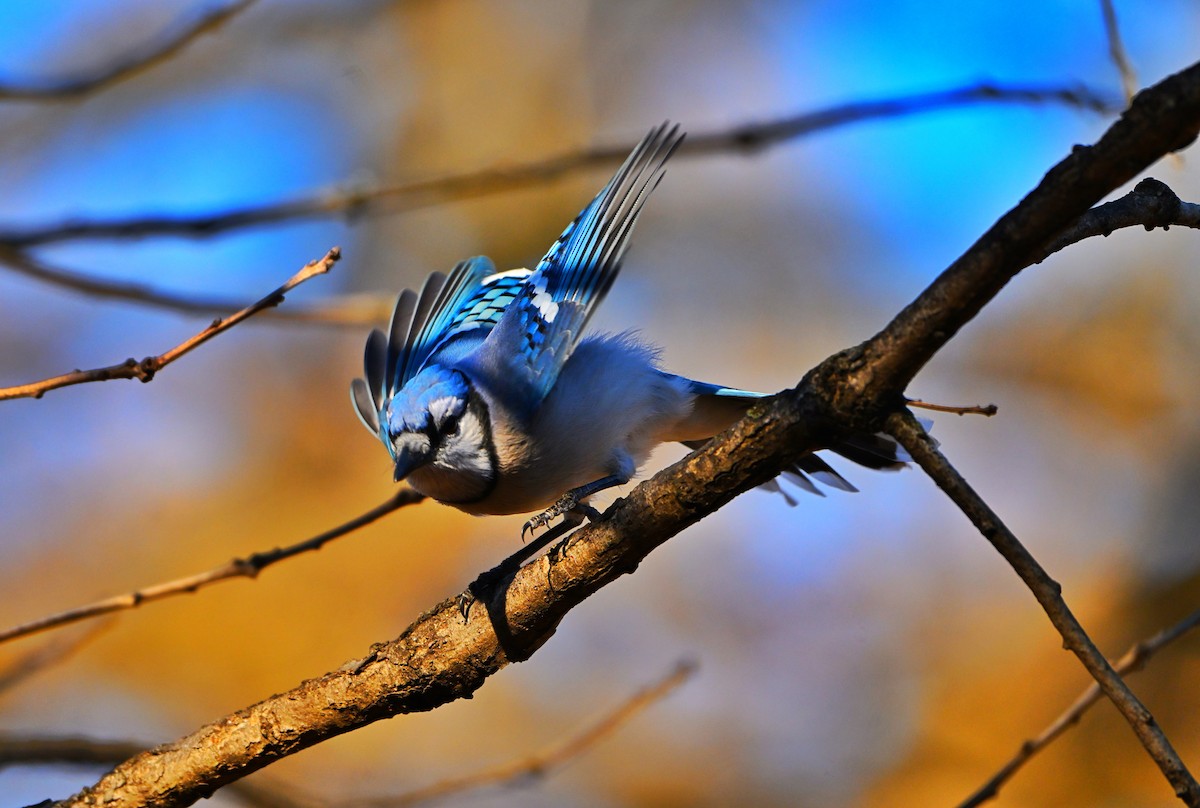 Сизойка блакитна - ML646028822