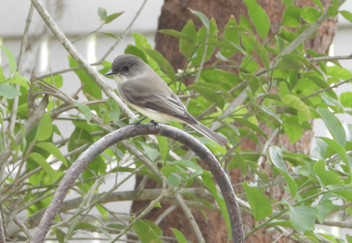 Eastern Phoebe - ML646028827