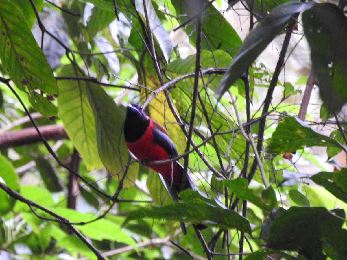 Diard's Trogon - ML646028836