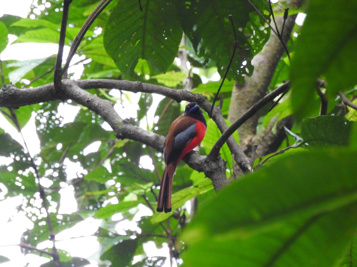 Diard's Trogon - ML646028837