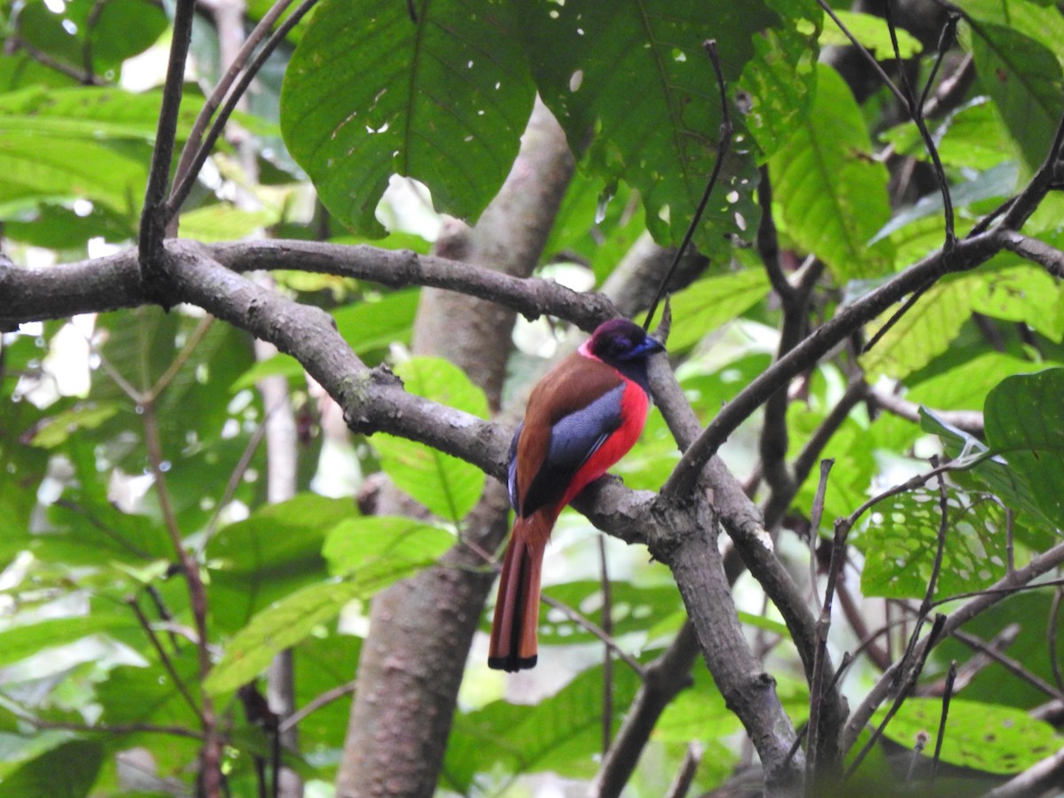 Diard's Trogon - ML646028838
