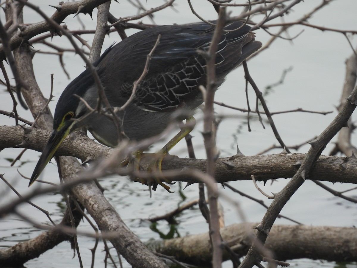 Little Heron - ML646028839