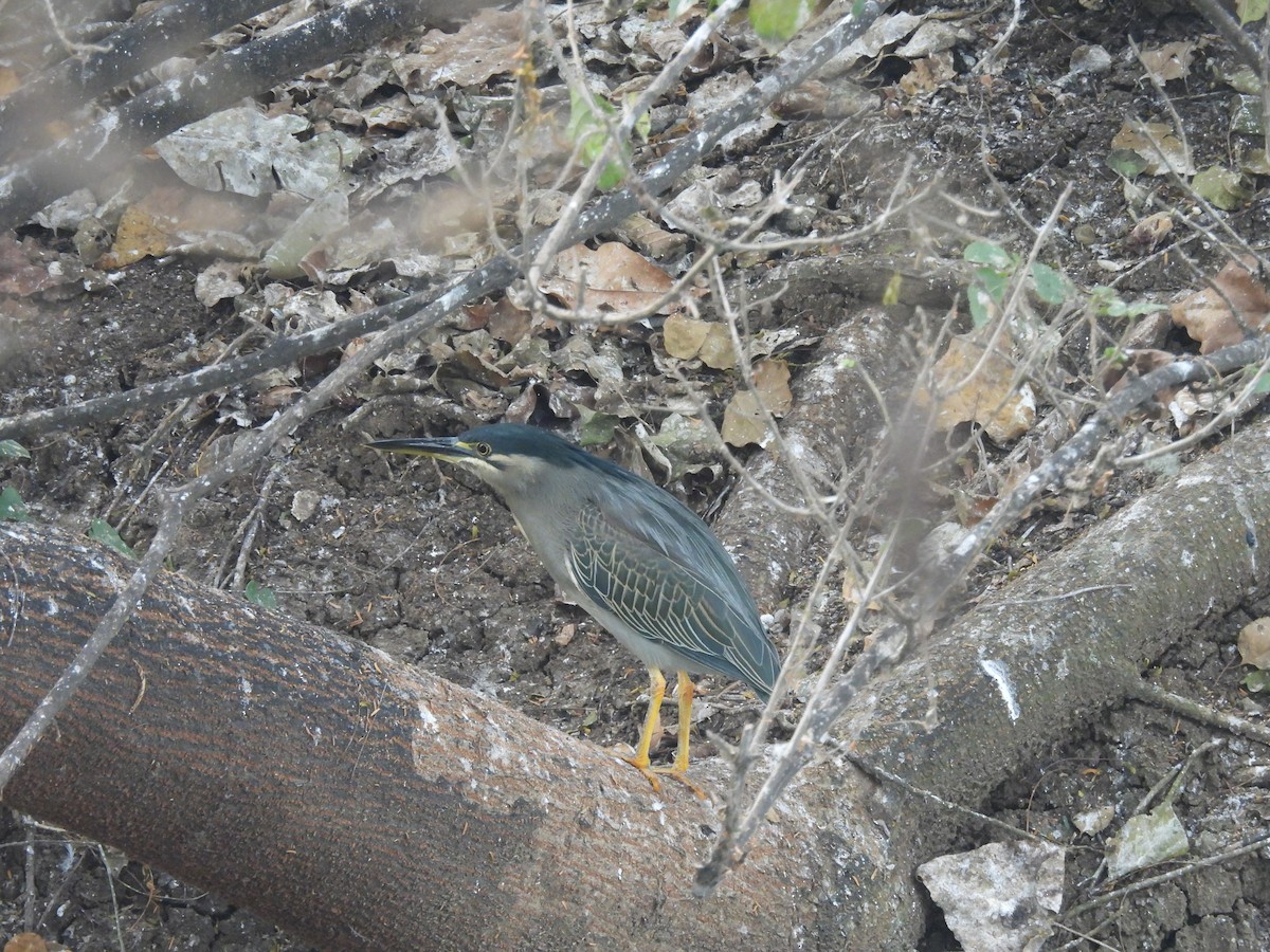 Little Heron - ML646028840