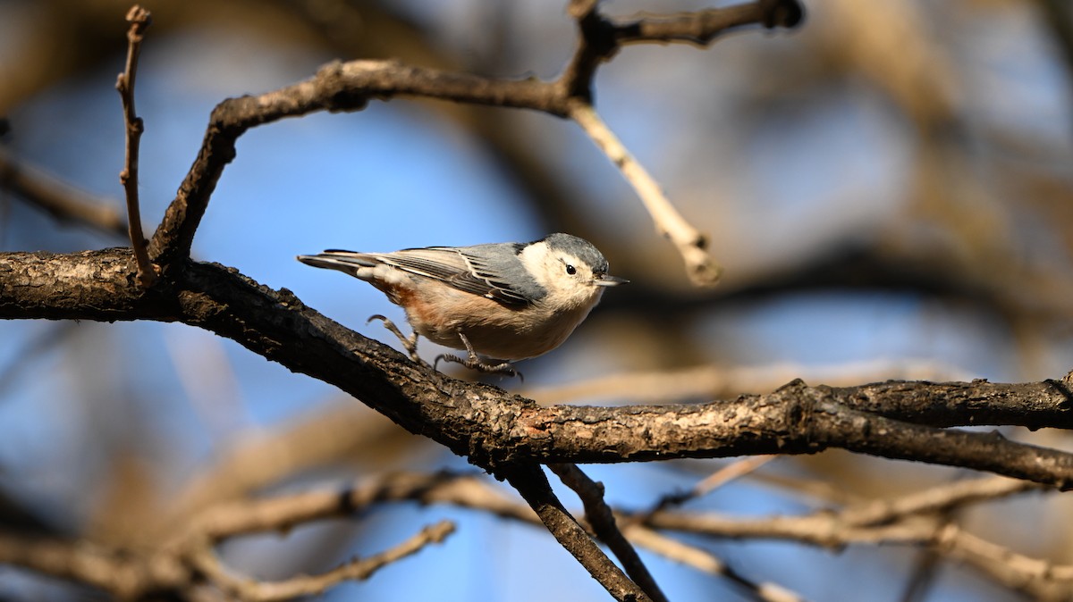Sittelle à poitrine blanche - ML646028841