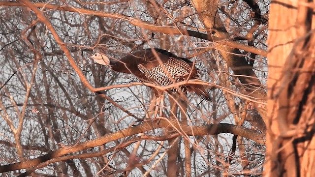 Wild Turkey - ML646028843