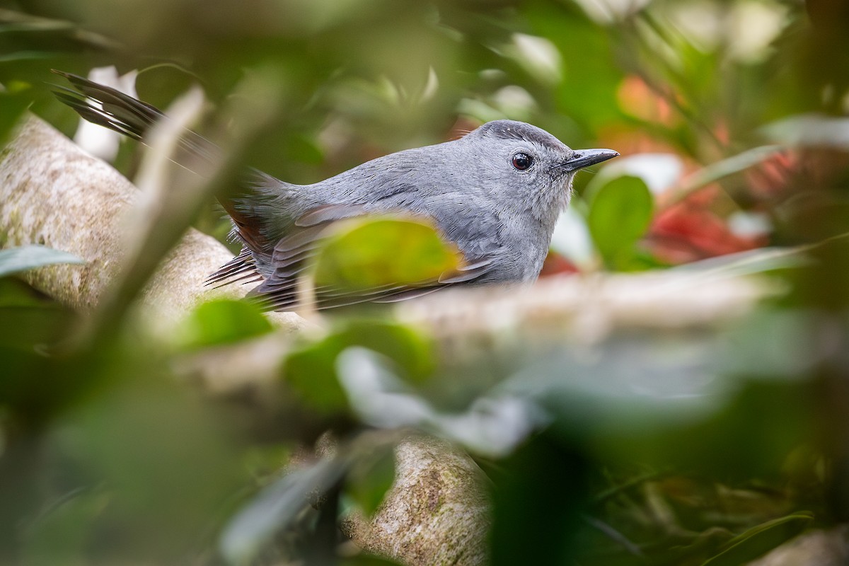 Gray Catbird - ML646028844