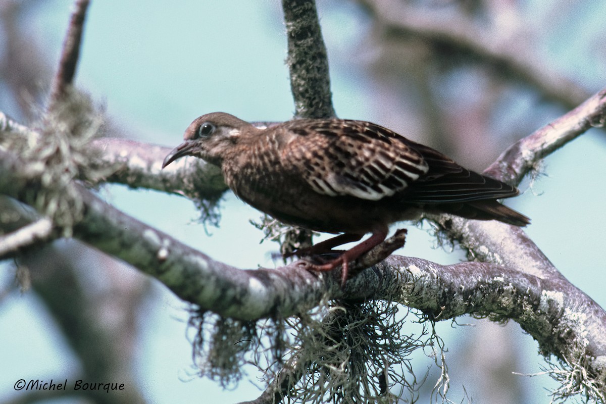 Galapagos Dove - ML646028845