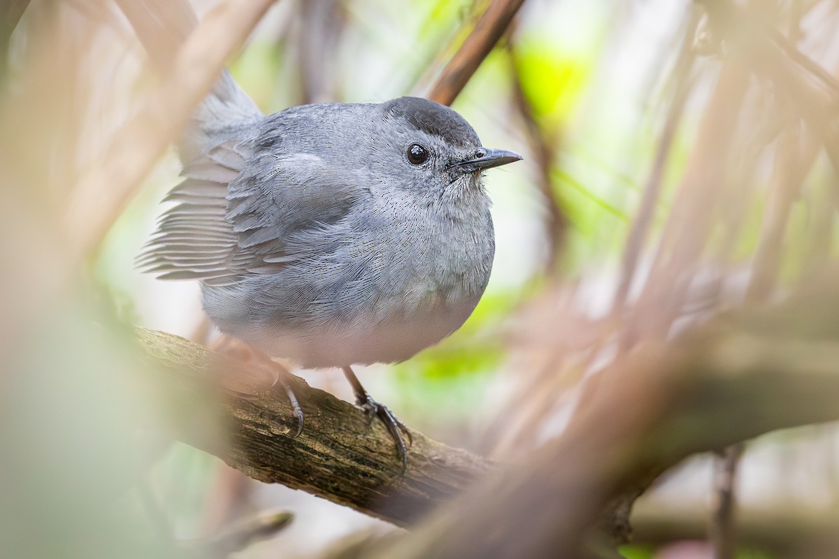 Gray Catbird - ML646028846
