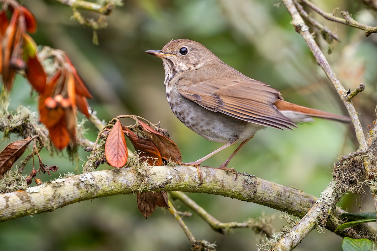 drozd rezavoocasý [skupina guttatus] - ML646028855