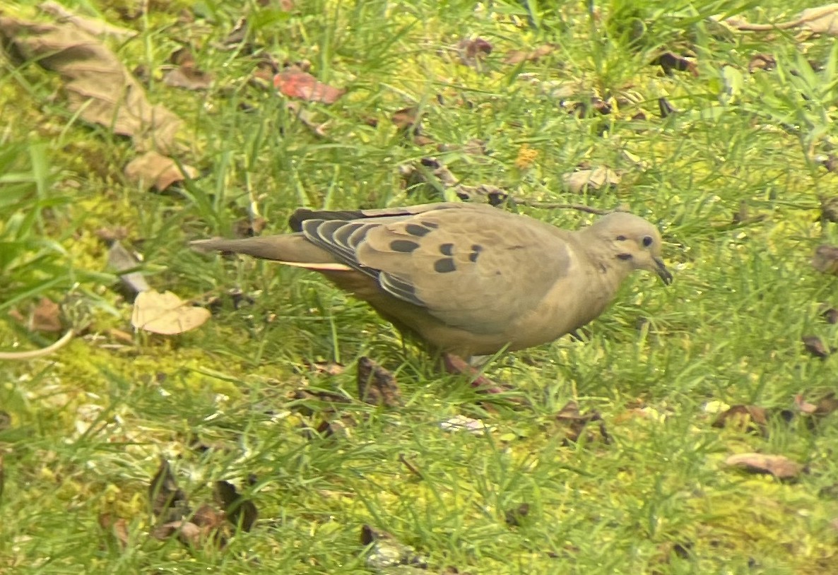 Зенаїда південна - ML646028860