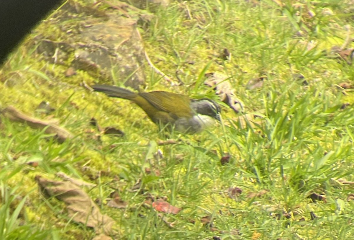 Тихоголос великий - ML646028868