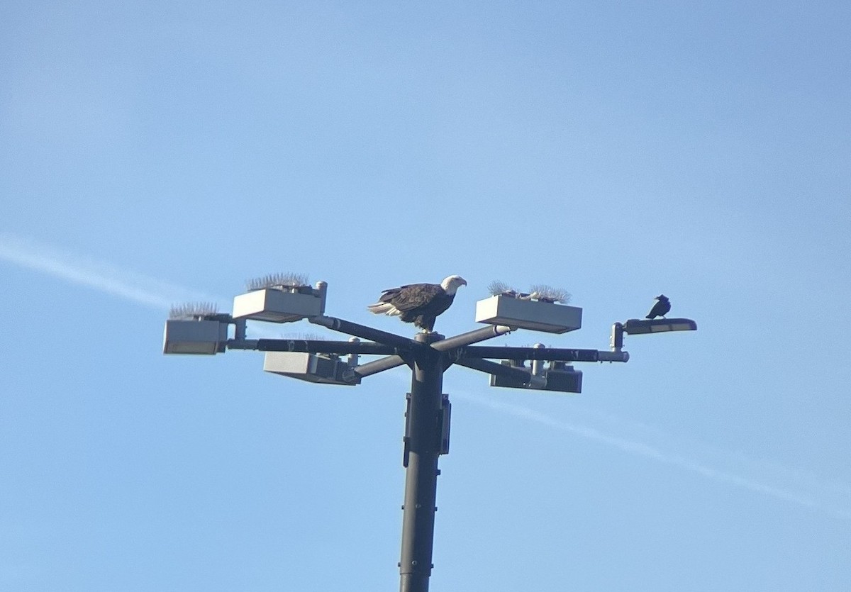 Pygargue à tête blanche - ML646028872