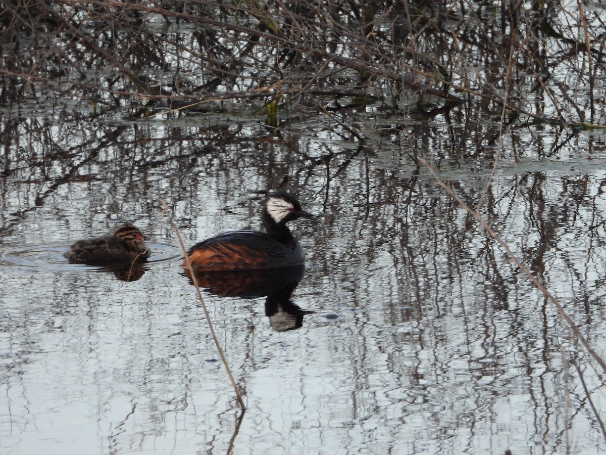 White-tufted Grebe - ML646028875