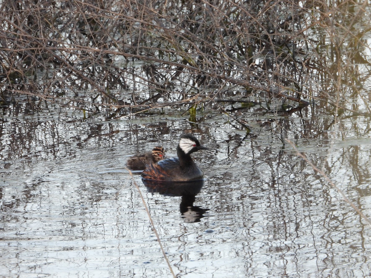 White-tufted Grebe - ML646028876