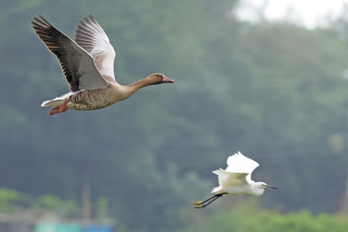 Graugans - ML646028878