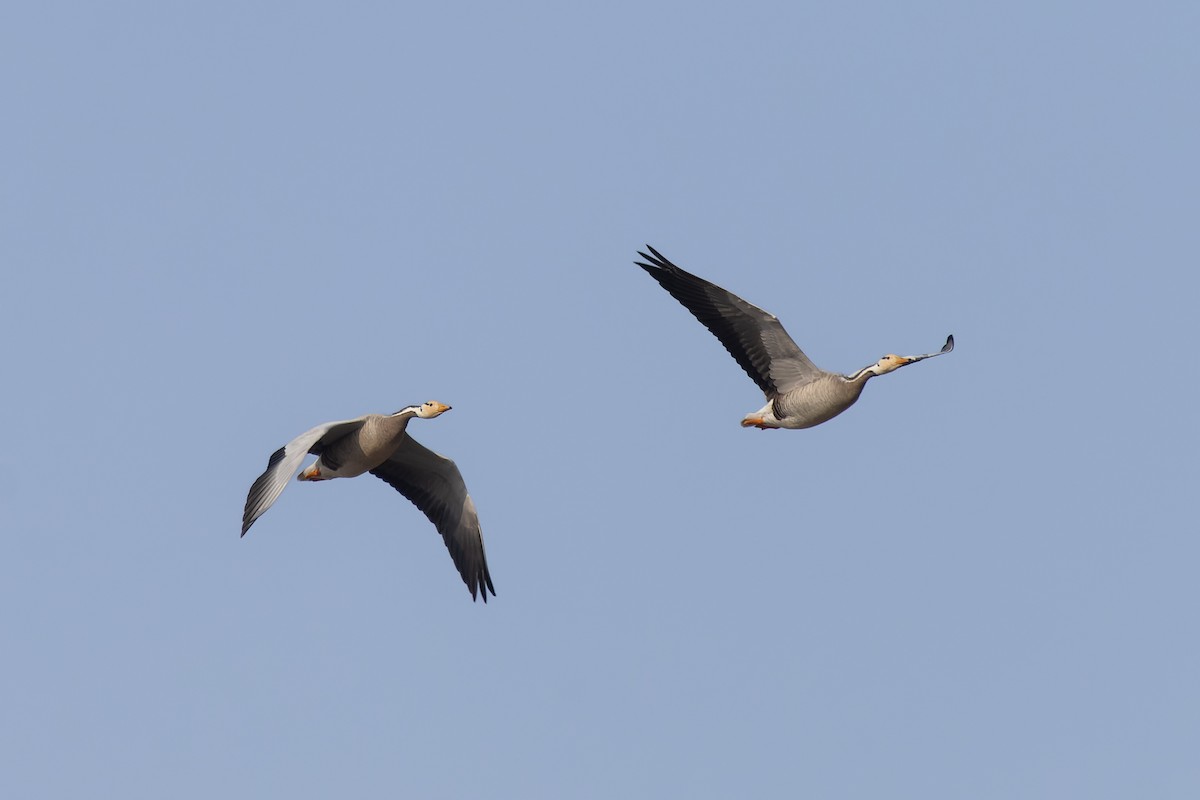 Гуска гірська - ML646028891