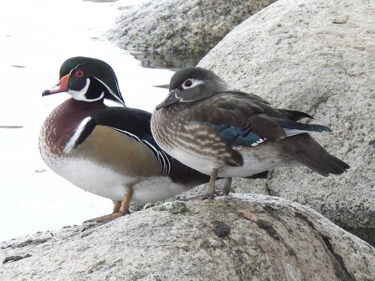 Canard branchu - ML646028895