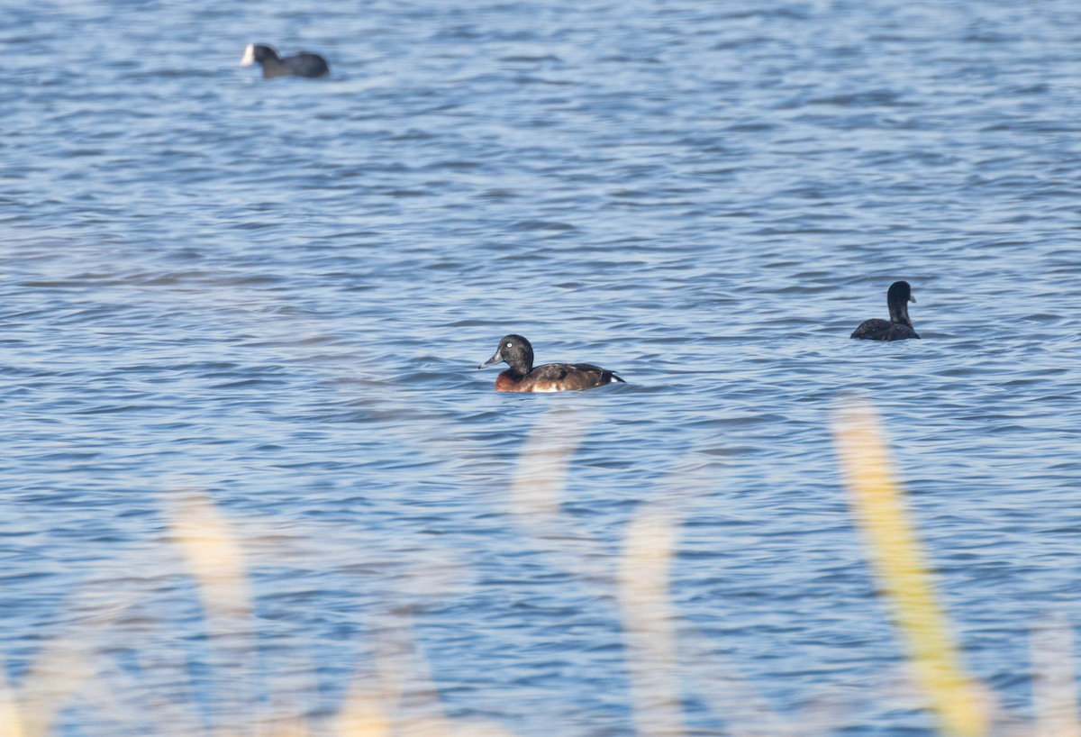 Baer's Pochard - ML646028899