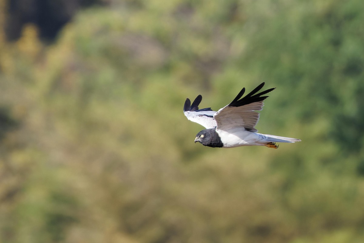 moták černobílý - ML646028908